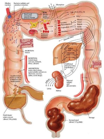 hidrokolon1